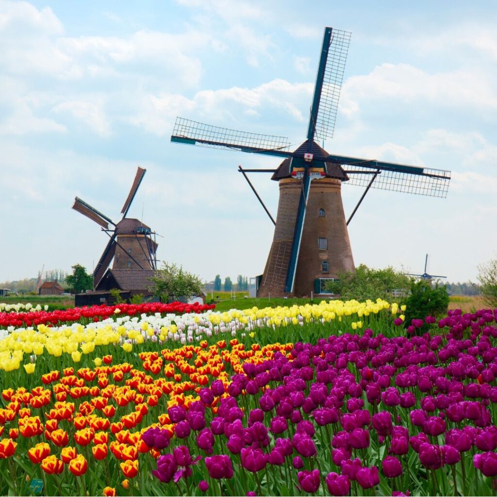 A tulip field with a windmill as it can be seen in the Netherlands